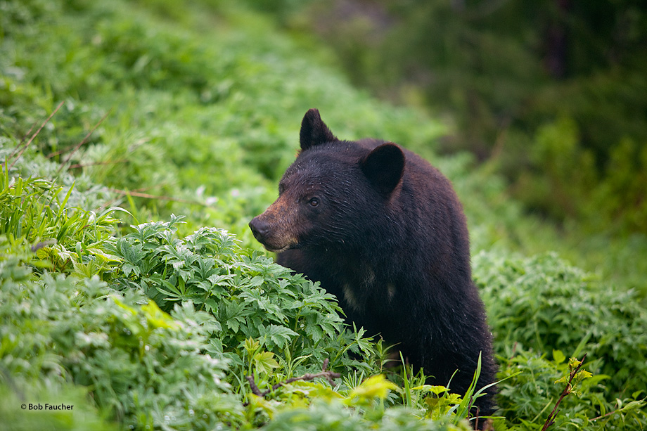 This black bear (Ursus americanus) was foraging in an open area when a member of a group of observers may have violated his comfort...