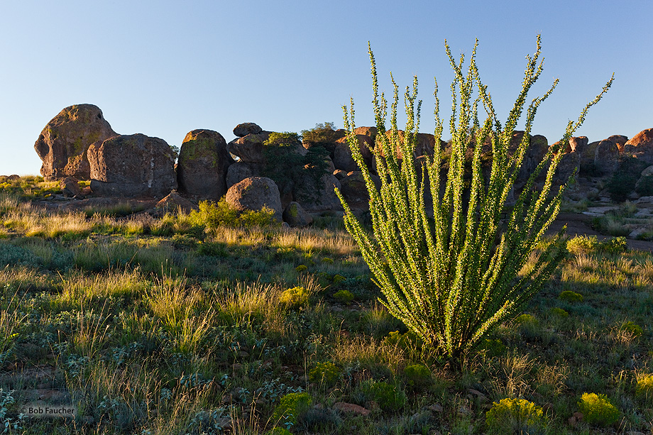 First light of morning catches some of the boulders of the City of Rocks as well as a flourishing ocotillo. Ocotillo (Fouquieria...