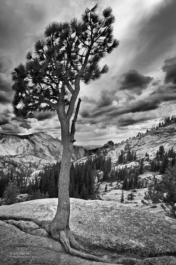 A Jeffrey Pine grows from a crack in the granite at Olmsted Point, on the east end of Yosemite Park, with Half Dome in the background...