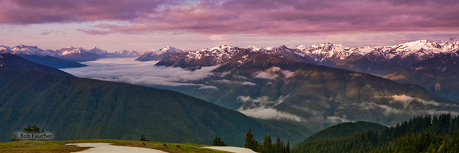 The Olympics have the form of a cluster of steep-sided peaks surrounded by heavily forested foothills and incised by deep valleys...