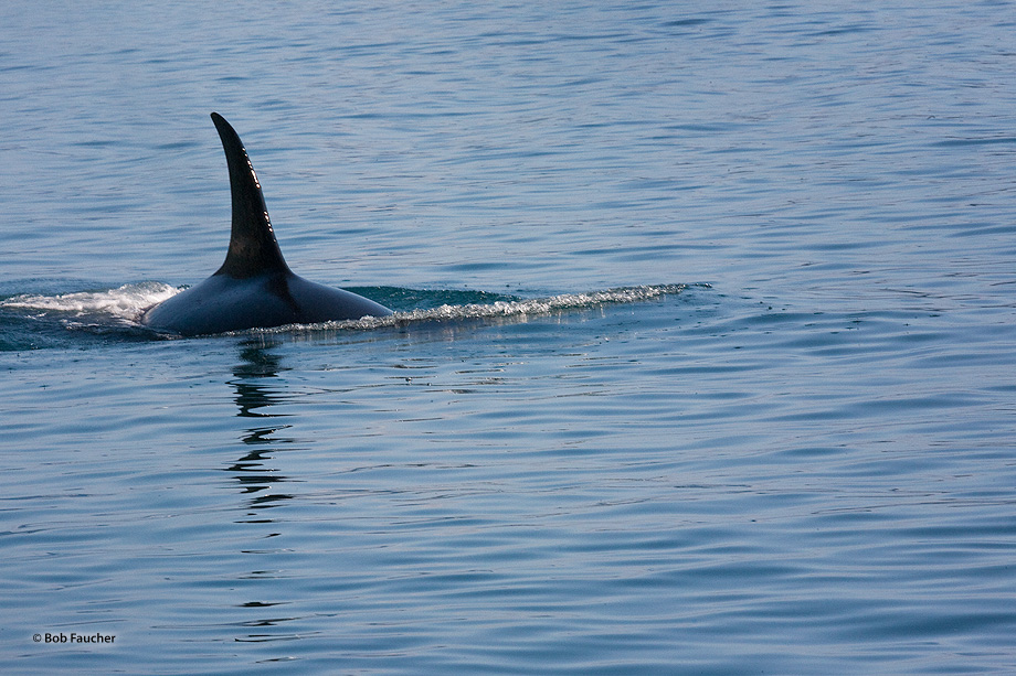 The shape of the visible portion of this Orca was eerily reminiscent of a submarine as it approached the boat