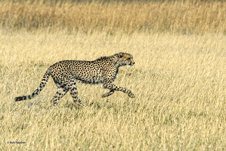 The cheetah (Acinonyx jubatus) is a unique felid whose main hunting strategy is to run down swift prey such as various antelope...