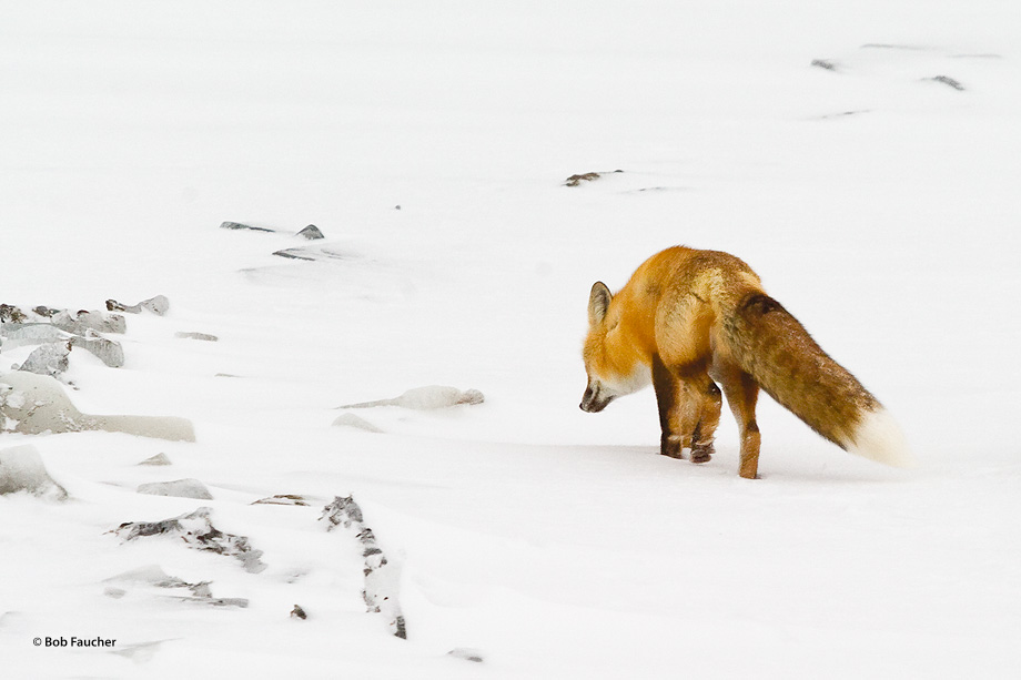 Red fox (vulpes vulpes) following the scent of prey