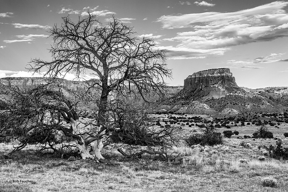 Set apart from the plateau in the background, Orphan Mesa dominates the view to the south at the entrance to Ghost Ranch
