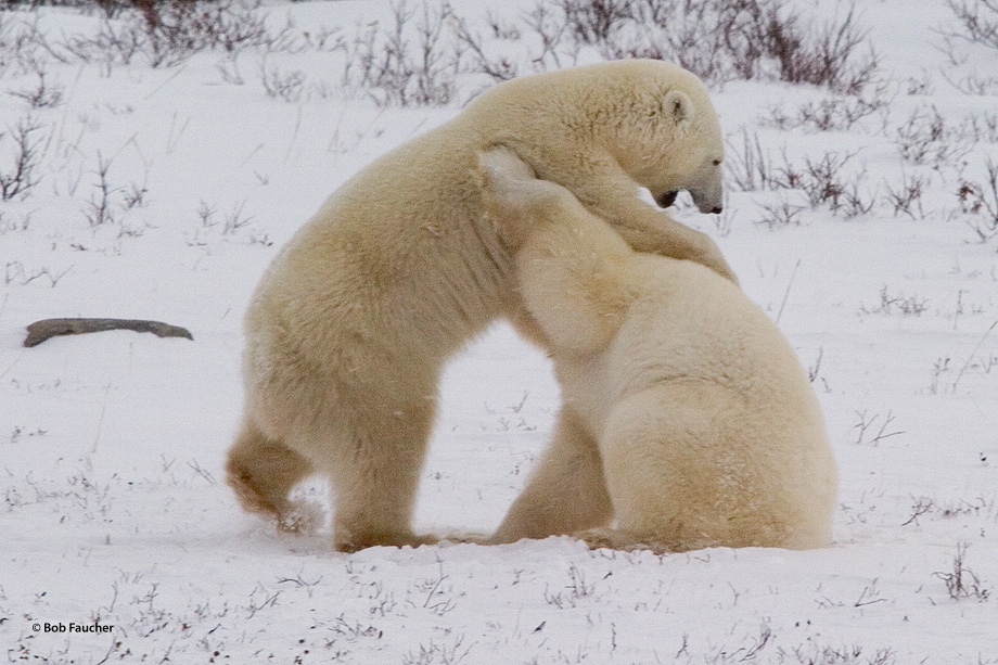 Male polar bears (Ursus maritimus) engage in sparring activities, play fighting, to determine their relative position in the...