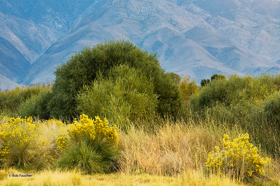 Grasses, rabbitbrush, willows and the foothills of the White mountains