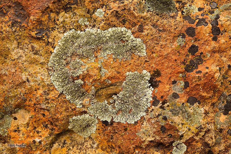 Lichens on a boulder. The largest cluster reminded me of the eponymous video arcade character. Pac-Man is considered one of the...