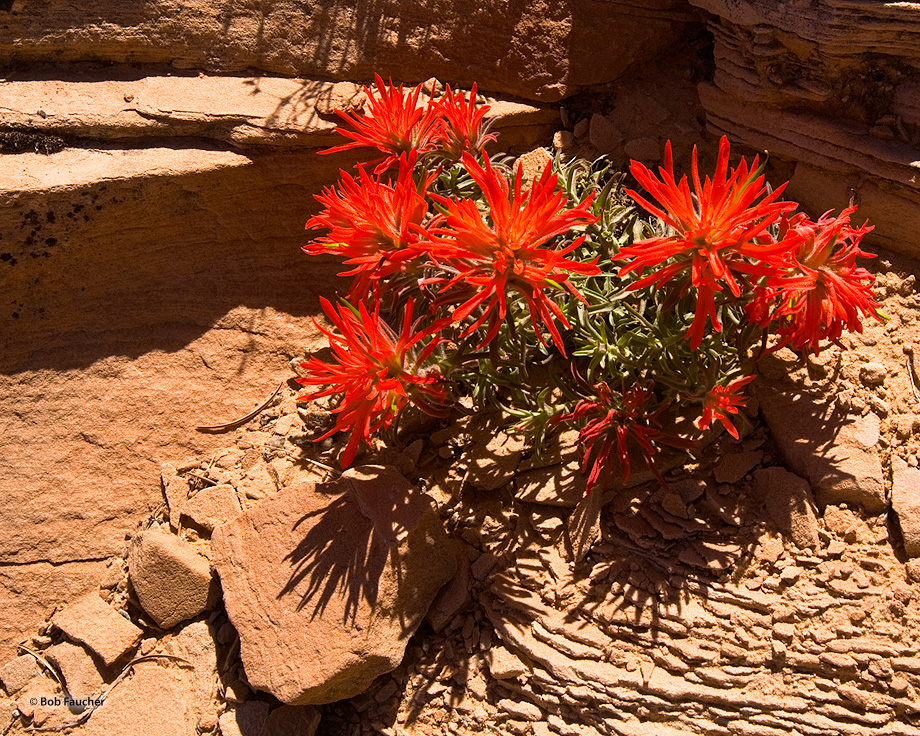 Indian paintbrush or prairie-fire (Castilleja) is a genus of about 200 species of annual and perennial herbaceous plants native...