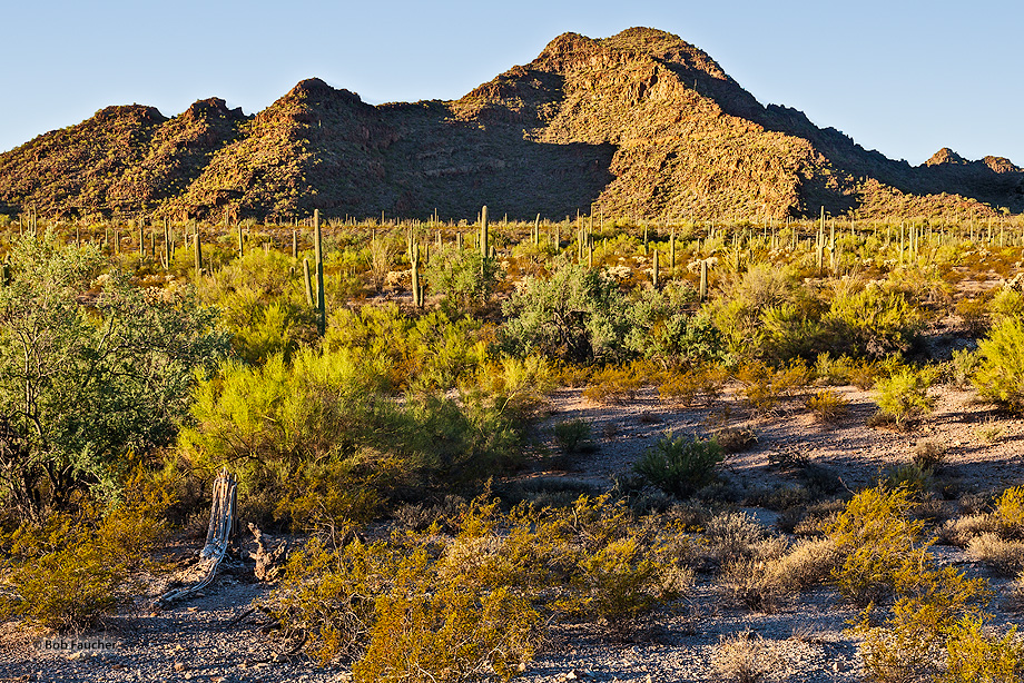 This 3000 foot mountain dominates this view from the Valley of the Ajo with its abundant saguaro and other plants