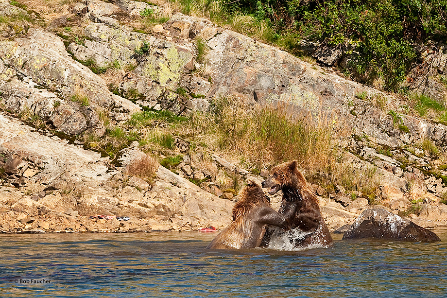 Three-year-old bears establishing the hierarchy