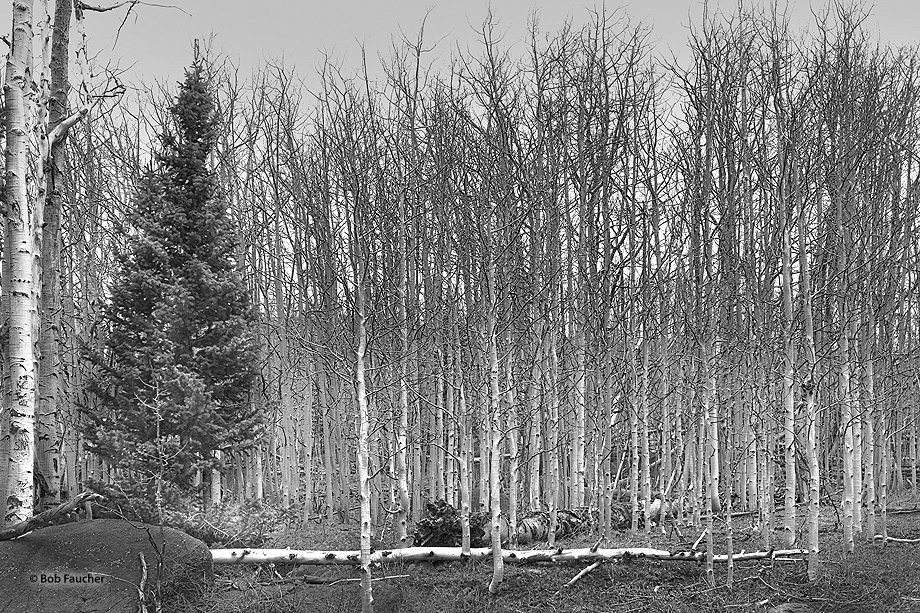 A single conifer forms a stark contrast with a stand of leafless Aspens on a hillside along Pleasant Creek on Boulder Mountain...