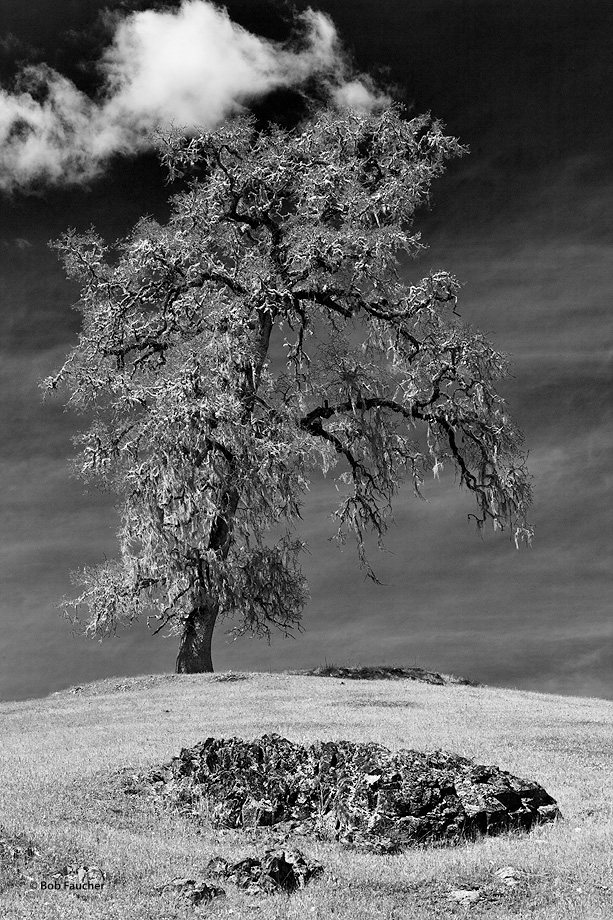 Alone, save for a few neighboring rock outcrops, nothing can compete with the simple beauty of this magnificent old tree