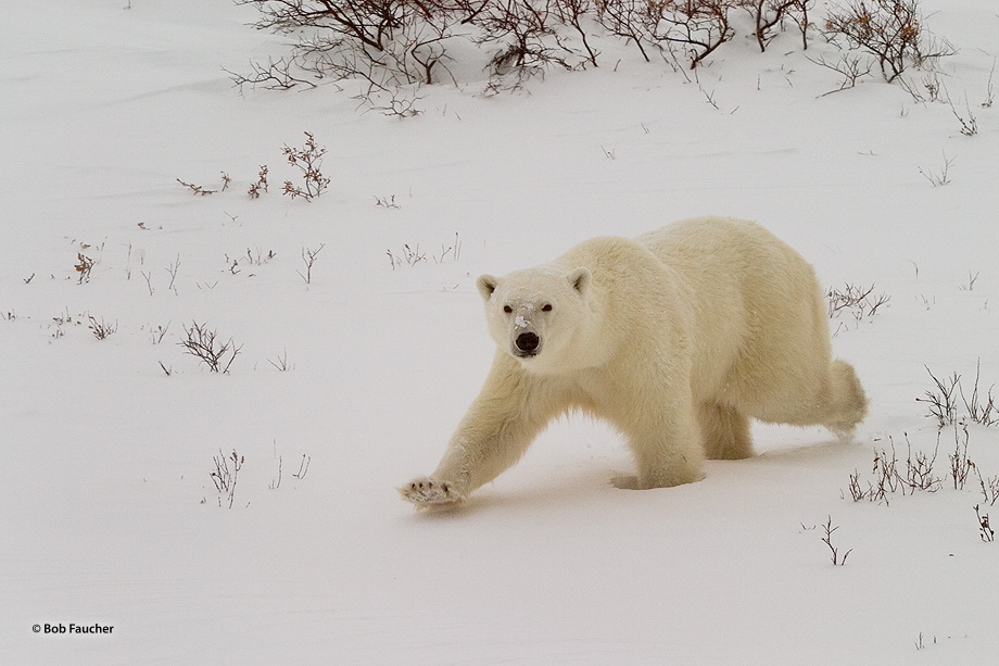 A male polar bear (Ursus maritimus) runs toward the photographer with only one thing on his mind.