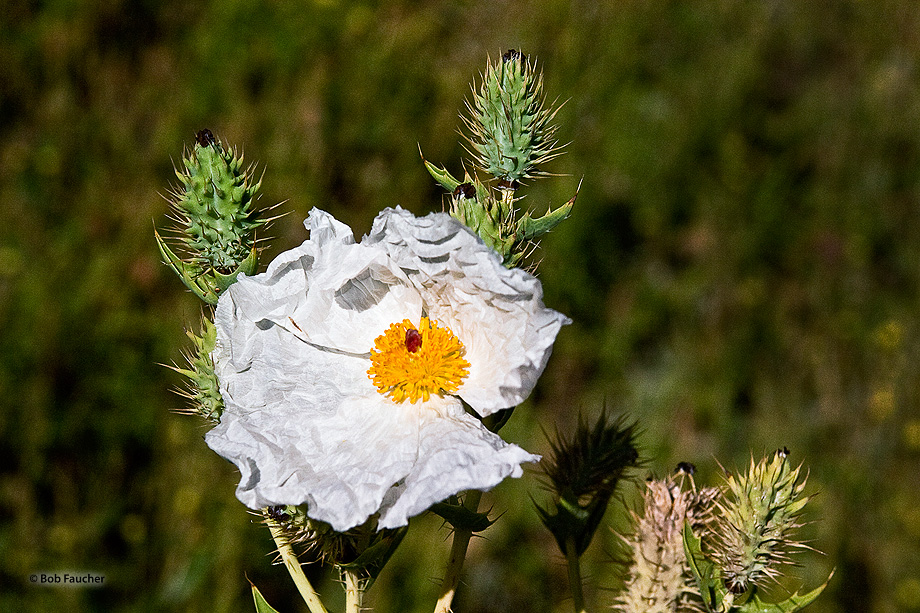 This White Prickly Poppy (Argemone) was photographed in Roxborough Park, Colorado. Argemone is a genus of flowering plants in...
