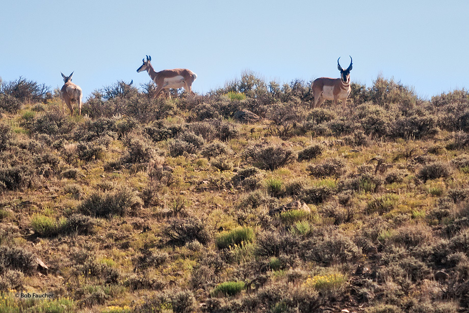 Ever-vigilant pronghorn retreat with the slightest provocation.