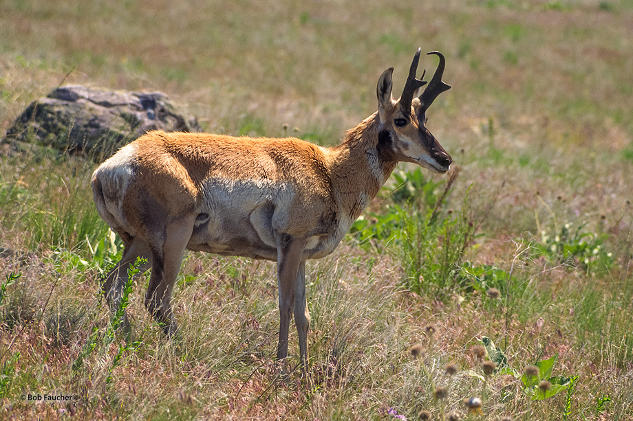 Normally a skittish breed that bolt when approached, this pronghorn allowed me to approach and make this photograph.