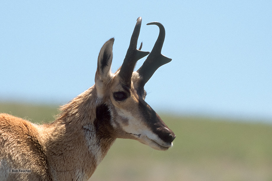 Normally a skittish breed that bolt when approached, this pronghorn allowed me to approach and make this photograph.