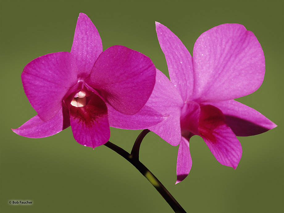 The orchid family, (Orchidaceae) is a diverse and widespread family of flowering plants with blooms that are often colourful...