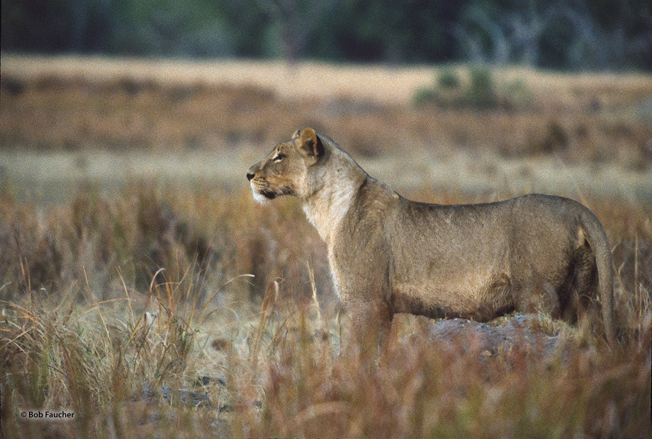 The Alpha female of the pride is quietly scanning for prey at morning twilight