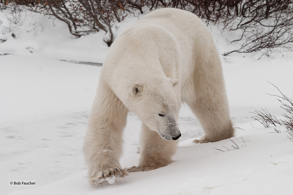 In western Hudson Bay, Canada, near the southern extent of their range, polar bears (Ursus maritimus) may fast for periods of...