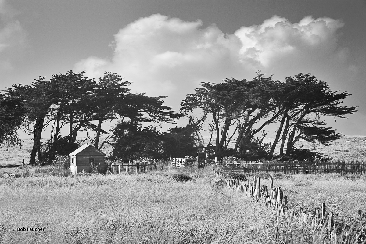 Near Point Arena, cumulus clouds, driven by onshore winds, sail past trees shaped by those same, relentless winds.