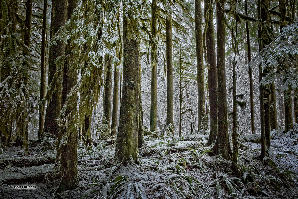 Clouds and fog create soft low light following an early morning snowfall that dusts the trees and forest floor