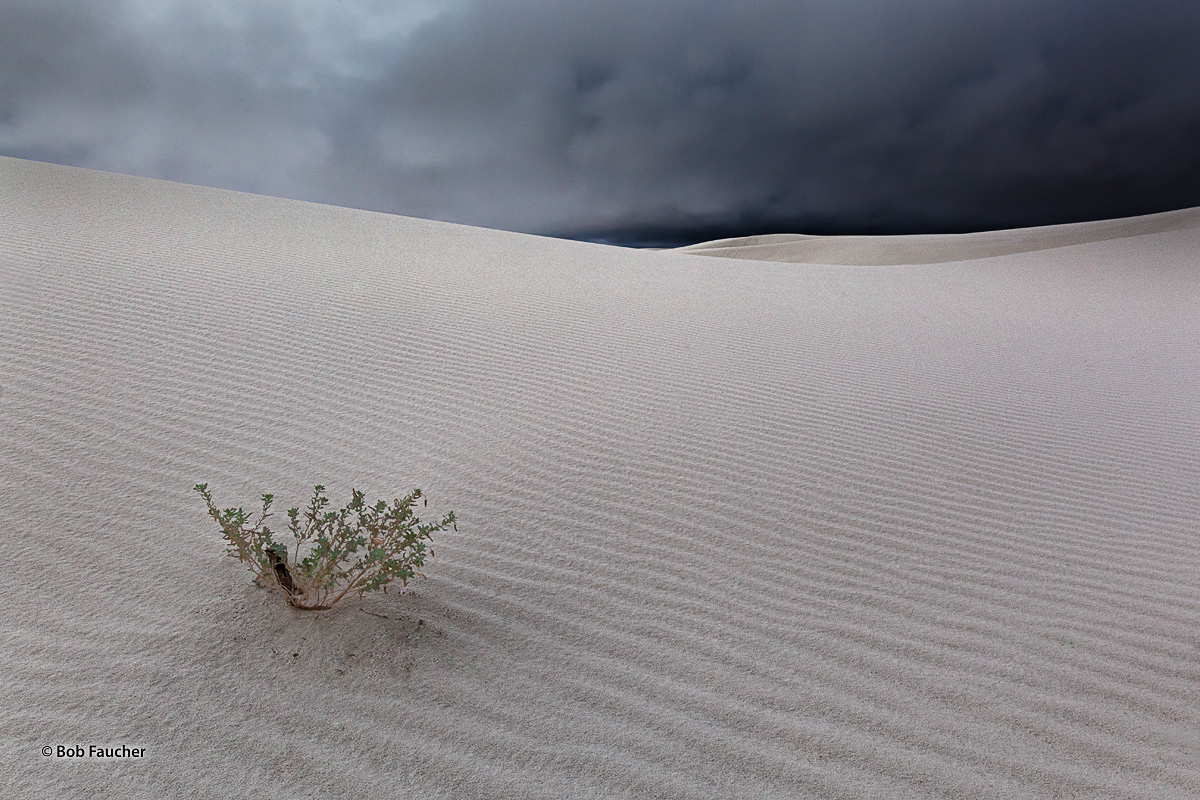 This rainy morning at White sands found me enjoying dramatic skies, directional lighting, untracked expanses of sand interrupted...