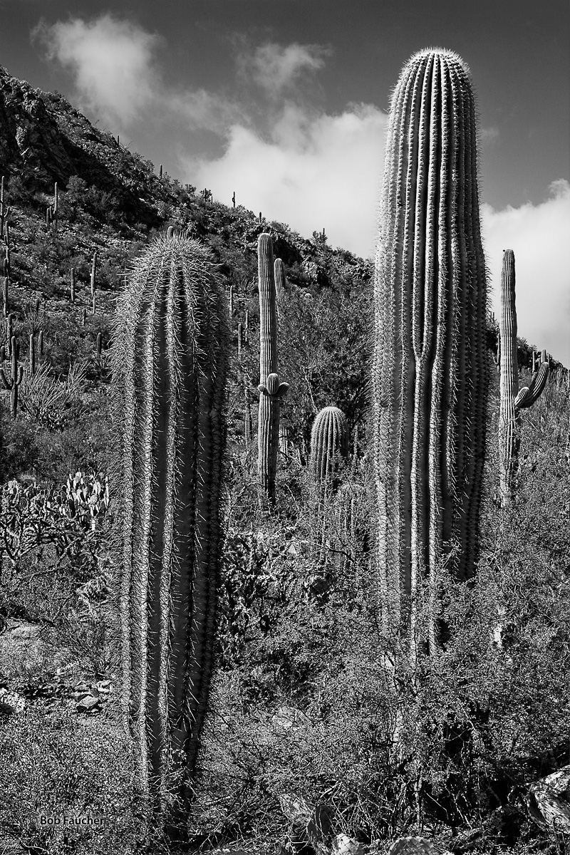 Saguaro Cacti of varying ages grow in relatively close proximity to one another, sharing a hillside with ocotillo, prickly pear...
