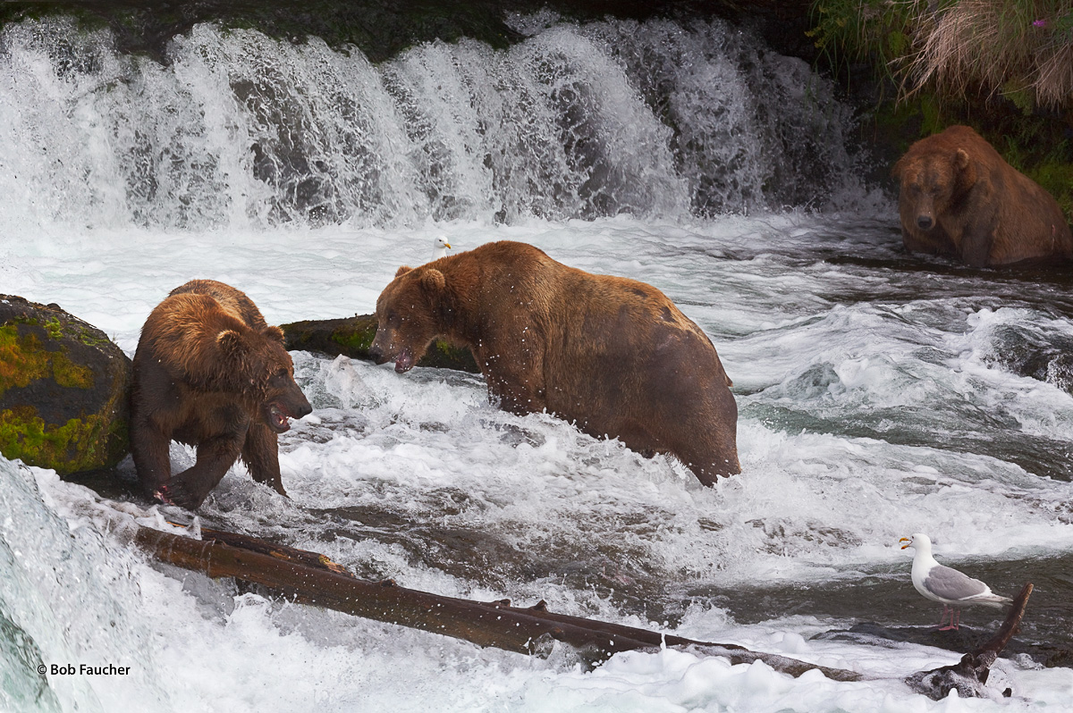Two male Brown bear squabble over the right to fish in a spot below Brooks Falls in Katmai NP, Alaska. The bear on the left is...