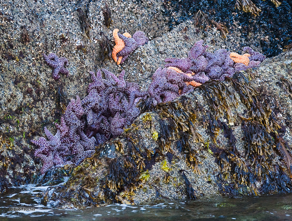 Amid barnacles and kelp, purple and orange sea stars cling to each other and a rocky headland in Resurrection Bay, at a low tide...