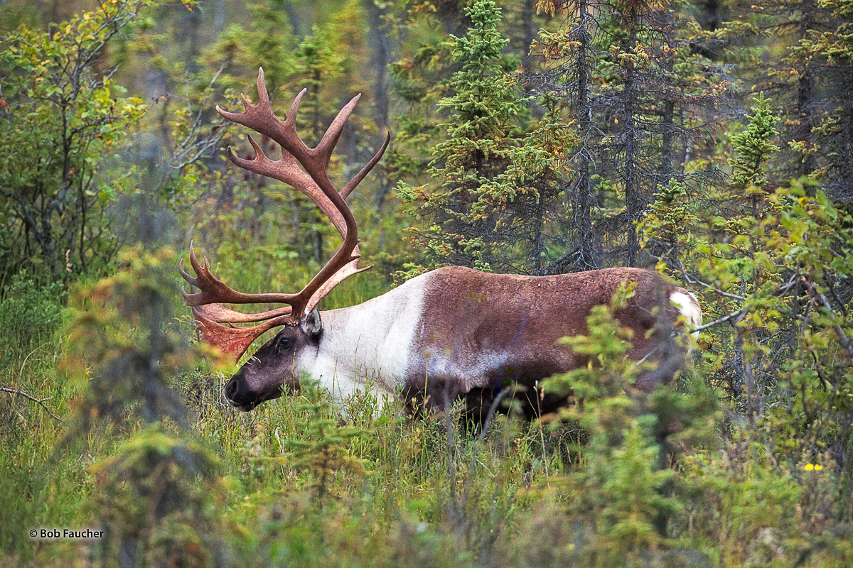 Large male caribou forages in the Black Spruce shortly after having scraped the velvet from his antlers