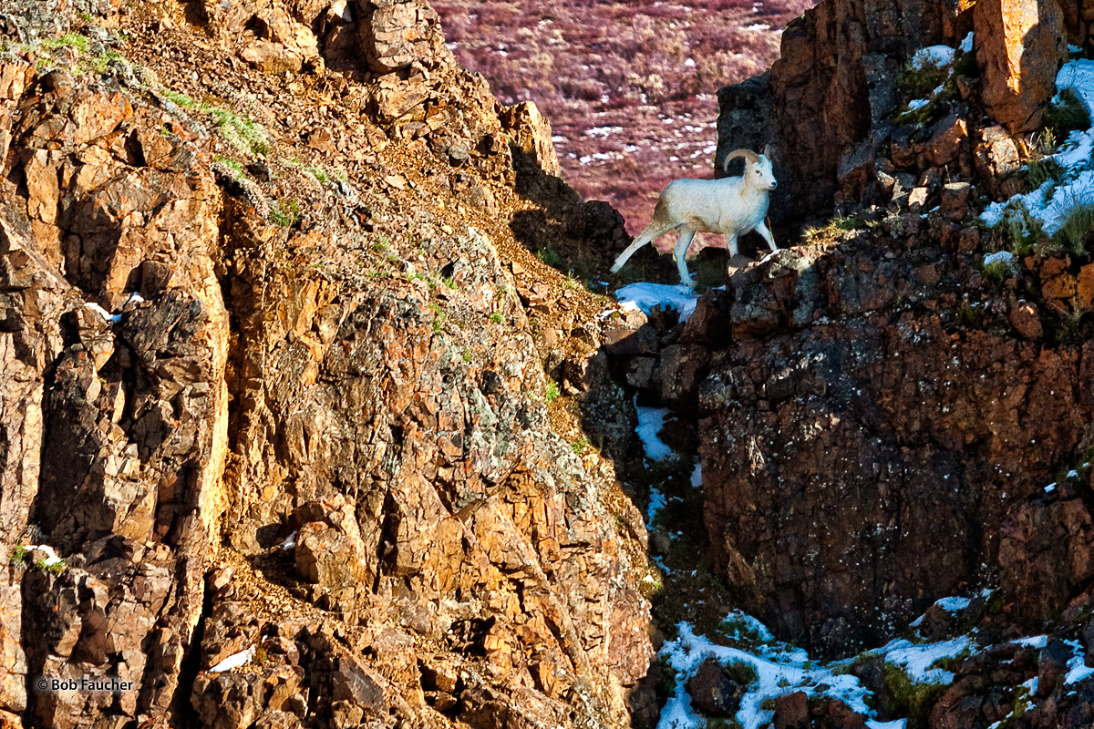 Young Dall Sheep ram crosses a narrow cleft between rocky outcrops. The ultimate outcome of his climb was to ascend to the top...