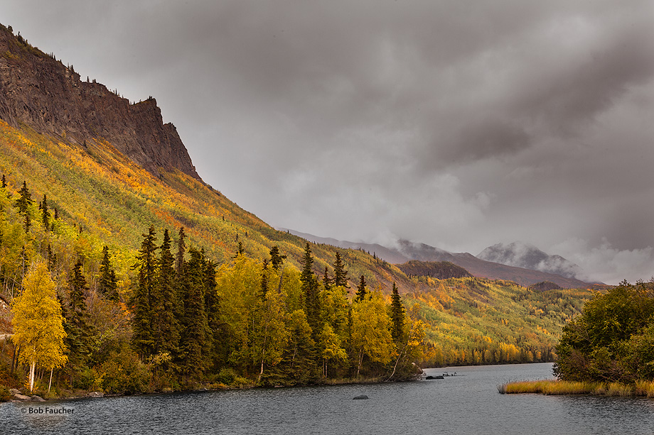 Under cloudy, rainy skies, Fall colors cover the hillsides of the Talkeetna Mountains along the Chickaloon River where it converges...