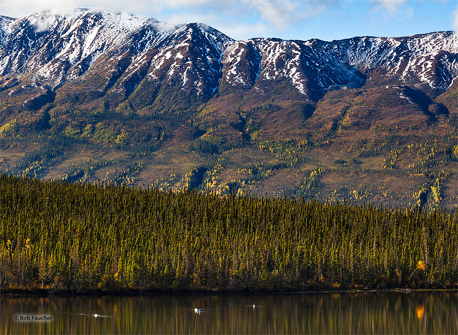 Swans swim in Pickhandle Lake near the Alaska Highway in Yukon
