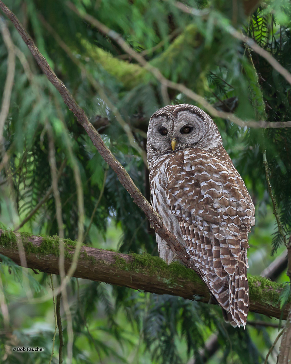 The barred owl (Strix varia), also known as northern barred owl or hoot owl, is a true owl native to eastern North America. Adults...