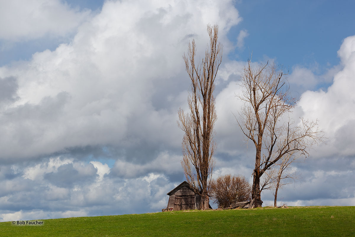 Under cloudy skies, with light rain falling, morning sunlight casts shadows from a poplar onto the face of an old barn sitting...
