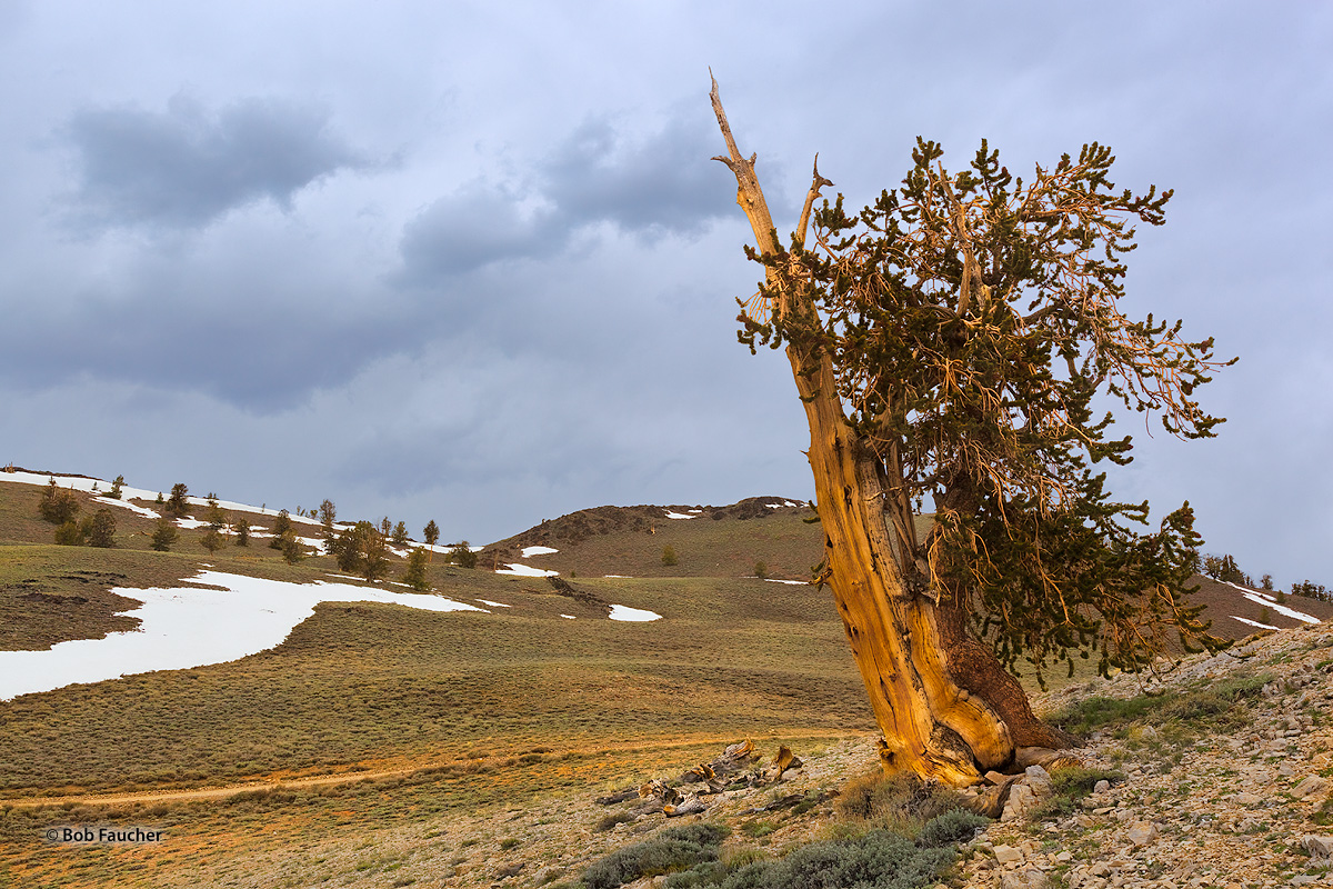 On a cold, cloudy, windy day with flurries of snow, this ancient tree glows momentarily when soft warm light breaks through the...