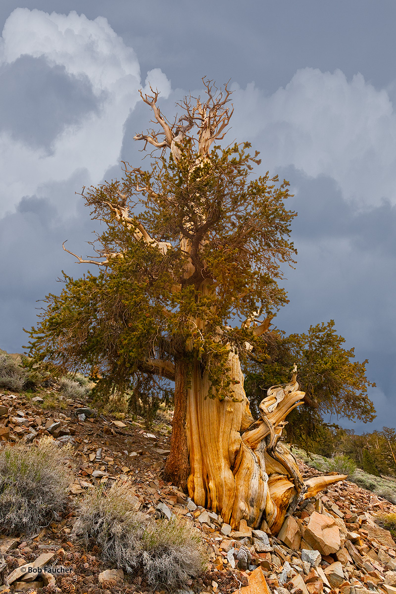 On a cold, cloudy, windy day with flurries of snow, this ancient tree glows momentarily when soft warm light breaks through the...