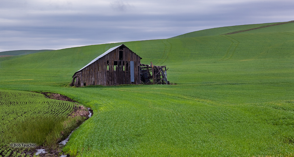 I encountered this derelict barn in the Palouse area of Washington. The contrasts of fresh, green wheat against an old, dull...