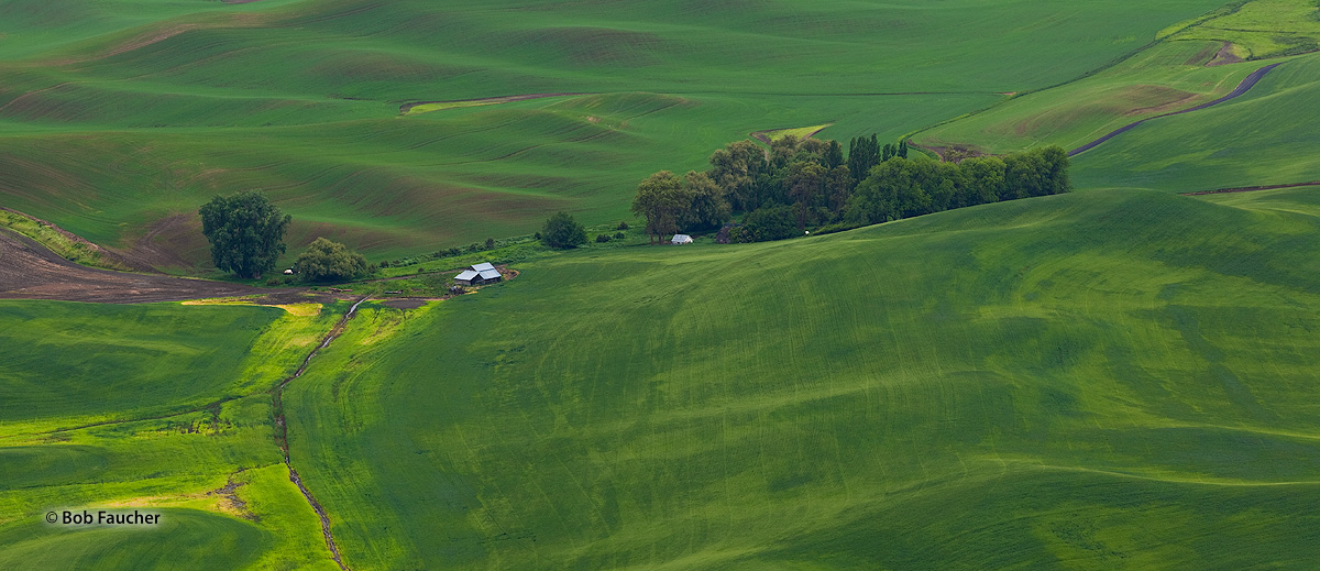 Spring wheat fields on the rolling hills of the Palouse as seen from Steptoe Butte