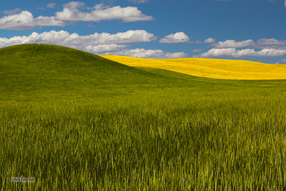 Under blue skies dappled with clouds, the rolling hills of the Palouse in Eastern Washington glow with the brilliant Spring greens...