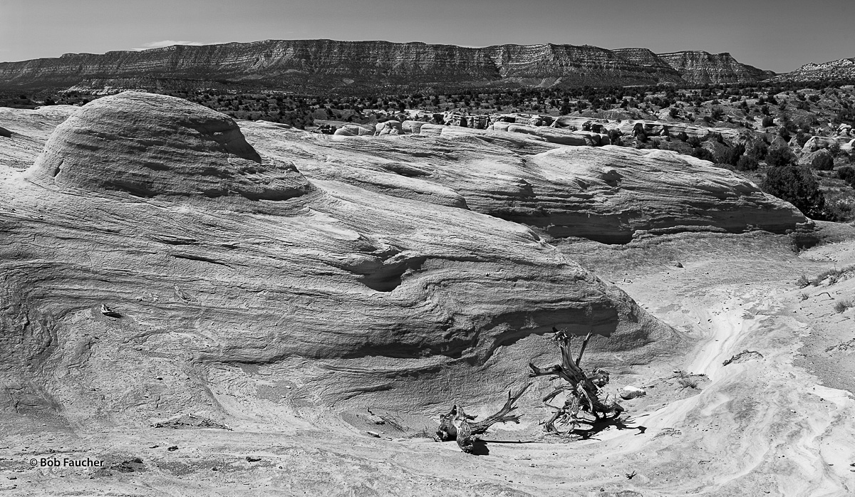 Old, dead snags lie in a dry wash below some highly eroded yet generally smooth and rounded sandstone formations and the distant...