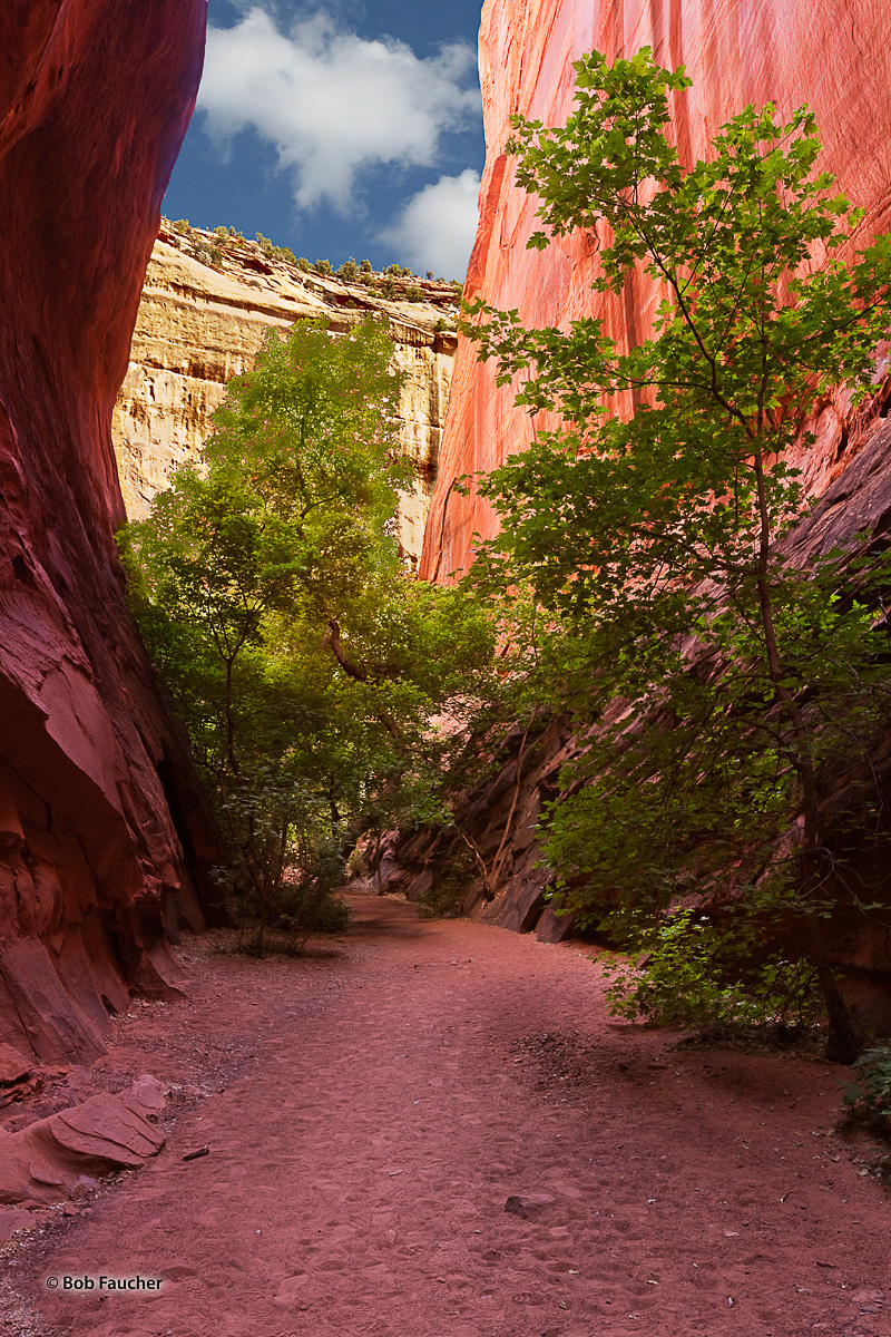The view from within Singing Canyon, looking out to the wall of Long Canyon along the Burr Trail