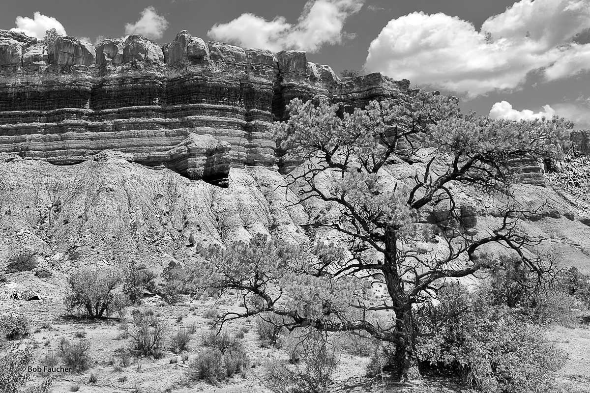Highly contorted pine tree growing in the wash below one of the walls in Capitol Reef NP