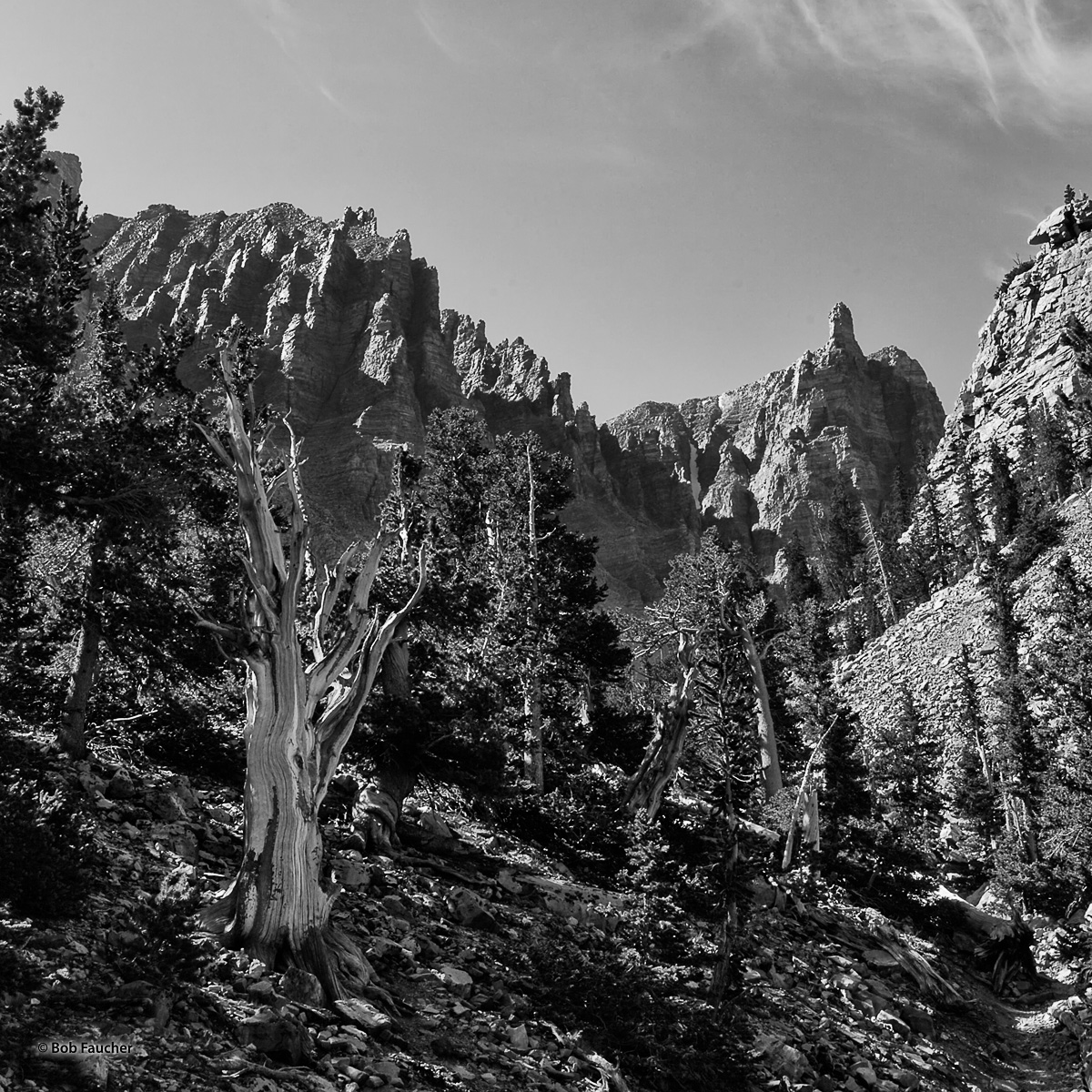 The Bristlecone Grove in Great Basin NP lives on a moraine below the cirque created by Mt. Jeff Davis and Wheeler Peak with Pinnacle...