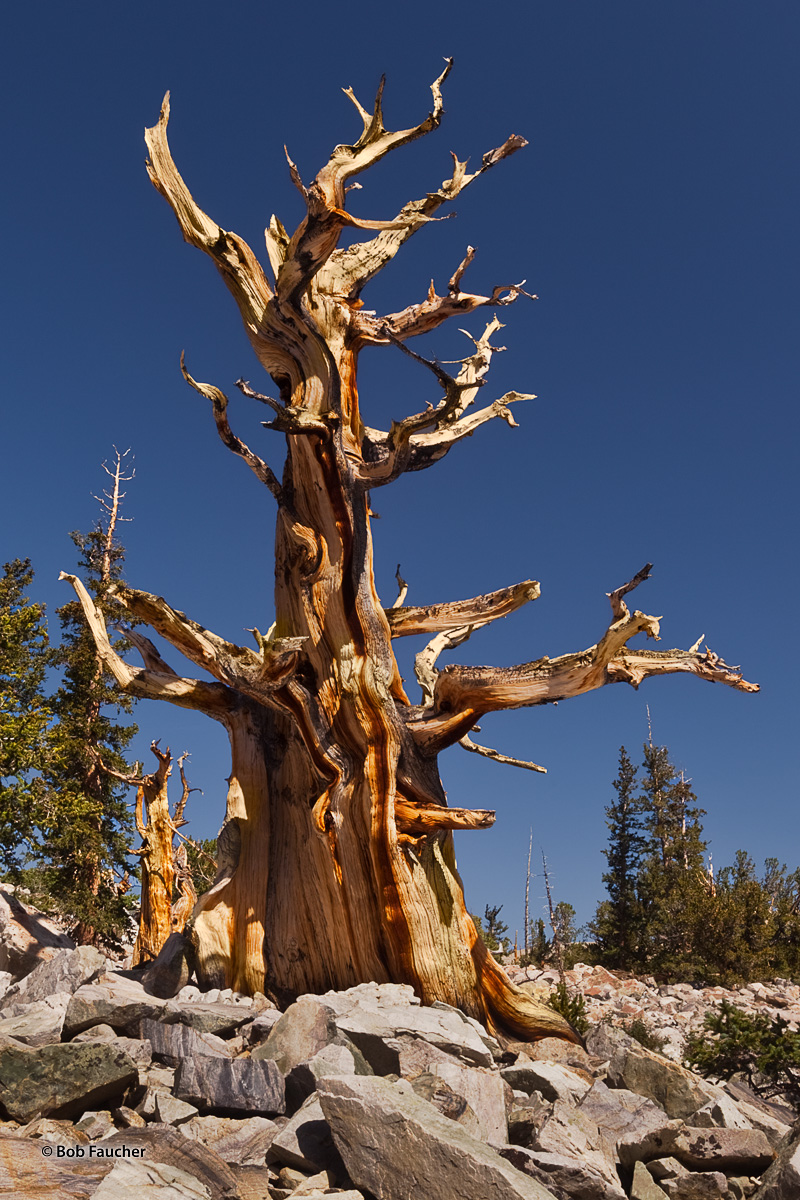 With a few Limber Pines, often mistaken for Bristlesone Pines, close by, a pair of ever-so-slowly dying Bristlecone Pines bask...