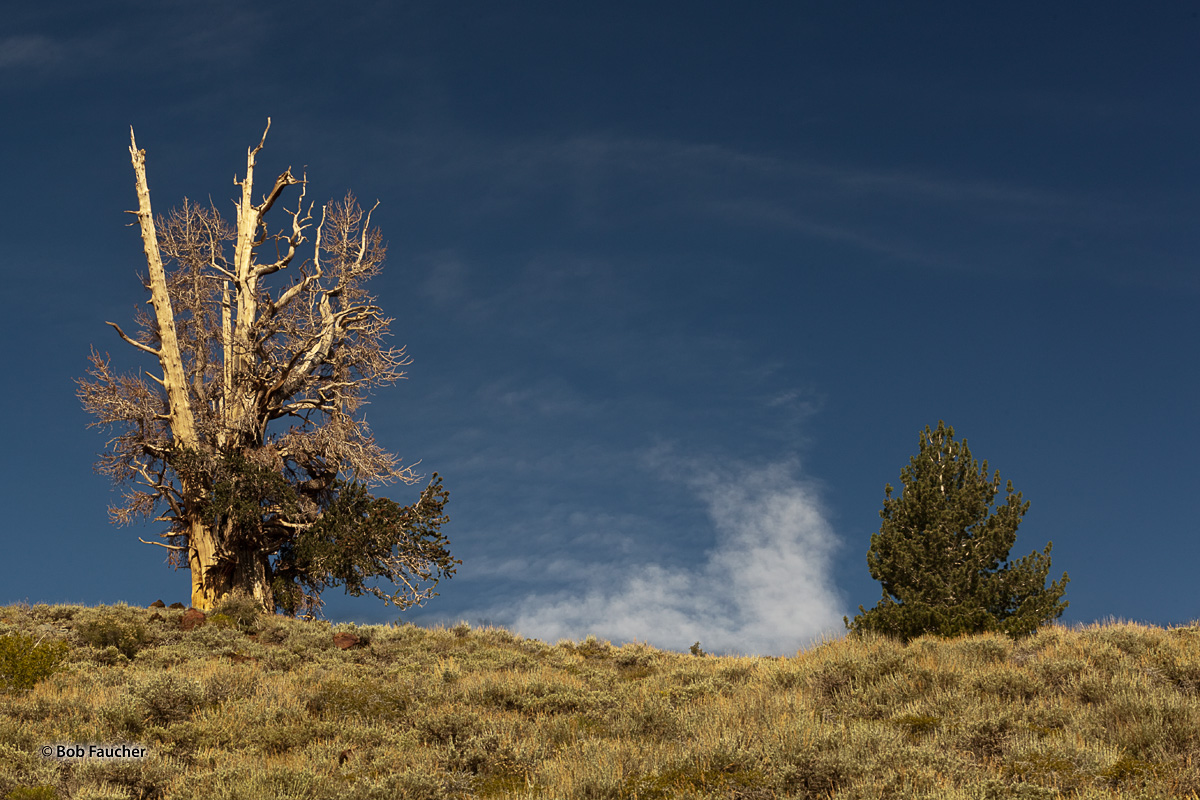 A mature and a young Bristlecone Pine have the perfect spot to watch clouds float by in the early morning light