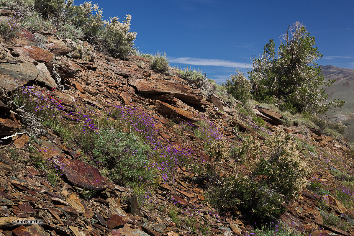 Blooming wildflowers cover the rocky hillside they share with a young Bristlecone Pine in the White Mountains