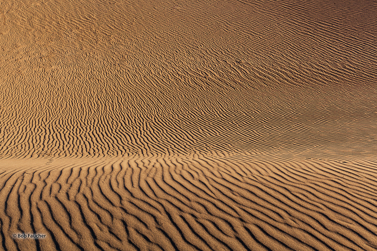 Wind-driven sands form constantly moving ridges on the undulating surfaces of the dunes.