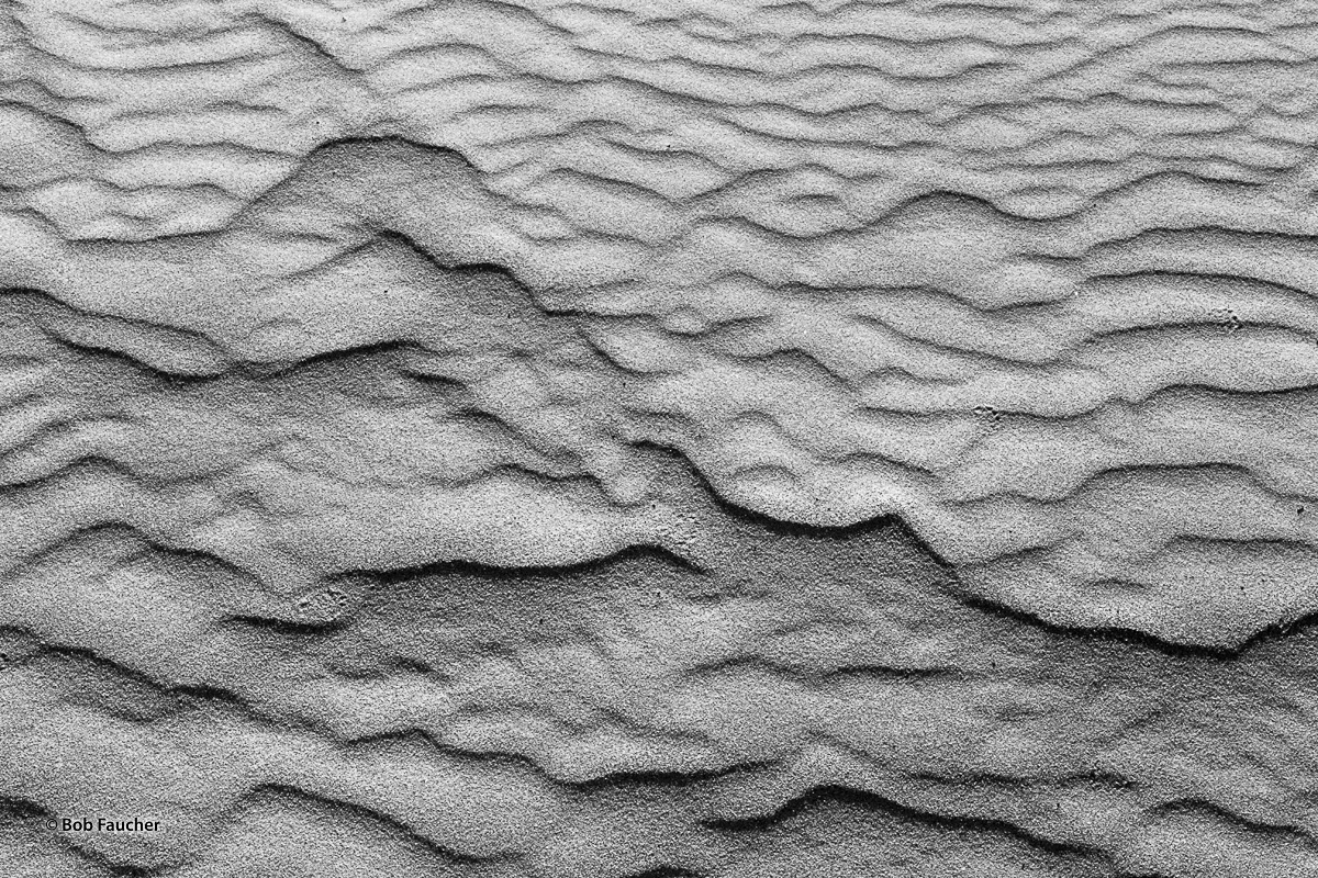 Delicate footprints, that appear to be from a felid, cross a small area of wind-carved sand
